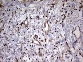 USP44 Antibody (aa420-712, clone OTI1D1)