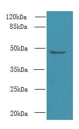 CPA2 Antibody