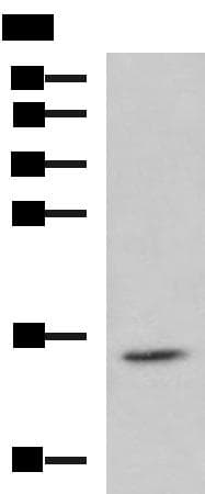 H2AFJ Antibody