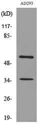 Polyclonal Rabbit anti-Human IFNAR2 Antibody (WB)
