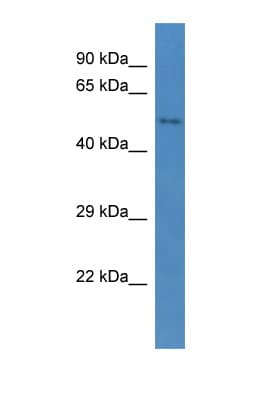CCBE1 Antibody (aa322-371)