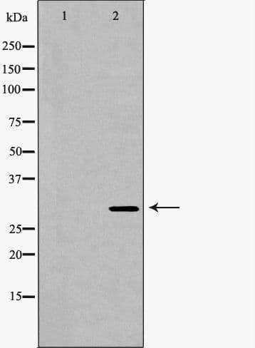 PSMA4 Antibody