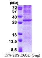 Human GZMK / Granzyme K Protein (Recombinant His)