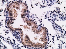 CD80 Antibody (clone OTI2B11)