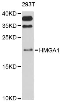 Polyclonal Rabbit anti-Human HMGIY / HMGA1 Antibody (IHC, IF, WB)
