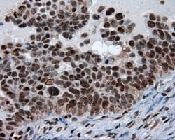 BAP / SIL1 Antibody (clone OTI1F9)