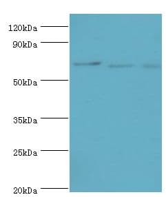 APC6 / CDC16 Antibody (aa371-620)