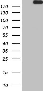 Monoclonal Mouse anti-Human APOBR / APOB48R Antibody (clone OTI3D11, aa780-1088, WB)