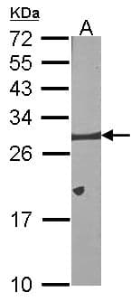 IHC-plus™ BCL2L1 / BCL-XL Antibody (aa1-208)