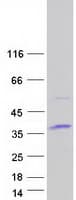 Human ATPAF1 Protein (Recombinant Myc-DDK (Flag))