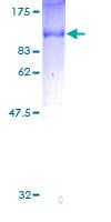 Human SH2D3C / NSP3 Protein (Recombinant GST)