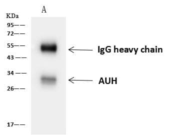 AUH Antibody