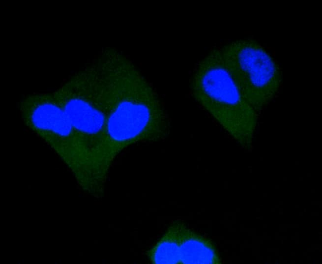 CASP3 / Caspase 3 Antibody