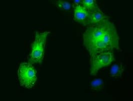 GORASP1 / GRASP65 Antibody (clone OTI4F8)