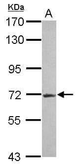 R3HDM2 Antibody (Internal)