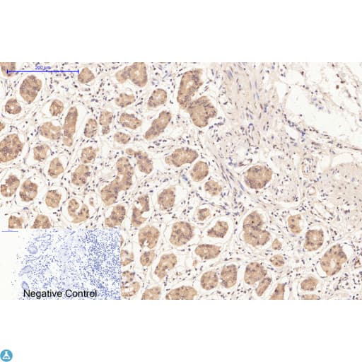 Monoclonal Mouse anti-Human BAX Antibody (IHC, WB)