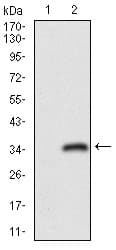 CD24 Antibody (aa15-80, clone 4F4E10)