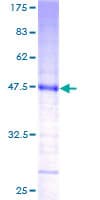Human KCNMB4 Protein (Recombinant GST)