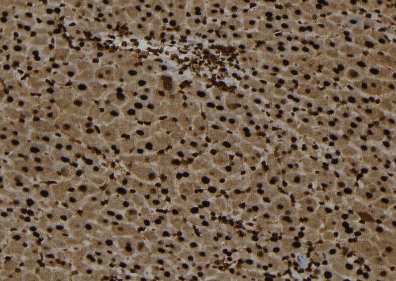 TEX10 Antibody