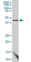 Monoclonal Mouse anti-Human FBLIM1 / Migfilin Antibody (clone 3F8, WB)
