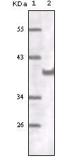 IHC-plus™ Monoclonal Mouse anti-Human PECAM-1 / CD31 Antibody (clone 2F7B2, IHC, IF, WB)