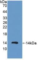 PKIA Antibody (aa13-71, Cy3)