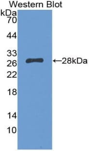 PTGES2 Antibody (aa145-357)