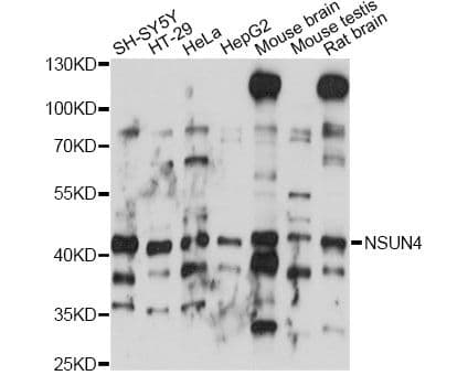 NSUN4 Antibody