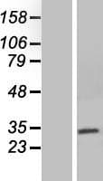 NEURL2 Protein (Over-Expression Lysate Myc-DDK (Flag))