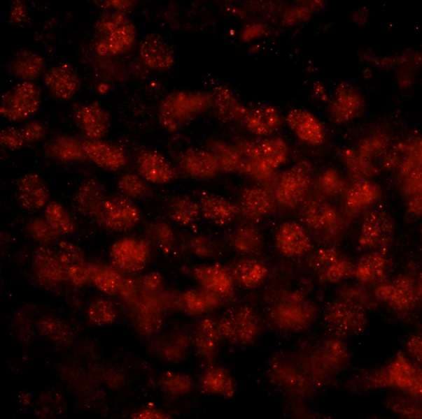 WTAP Antibody (aa346-396)