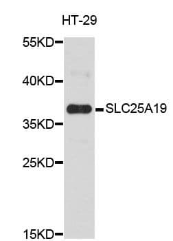 SLC25A19 Antibody