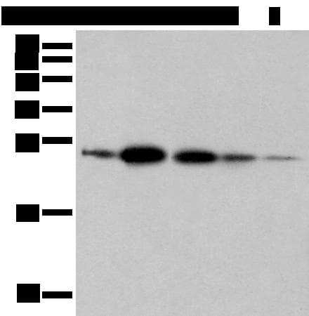 RAB11A Antibody