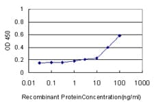 Monoclonal Mouse anti-Human KRAS Antibody (clone 3B10-2F2, IF, WB)