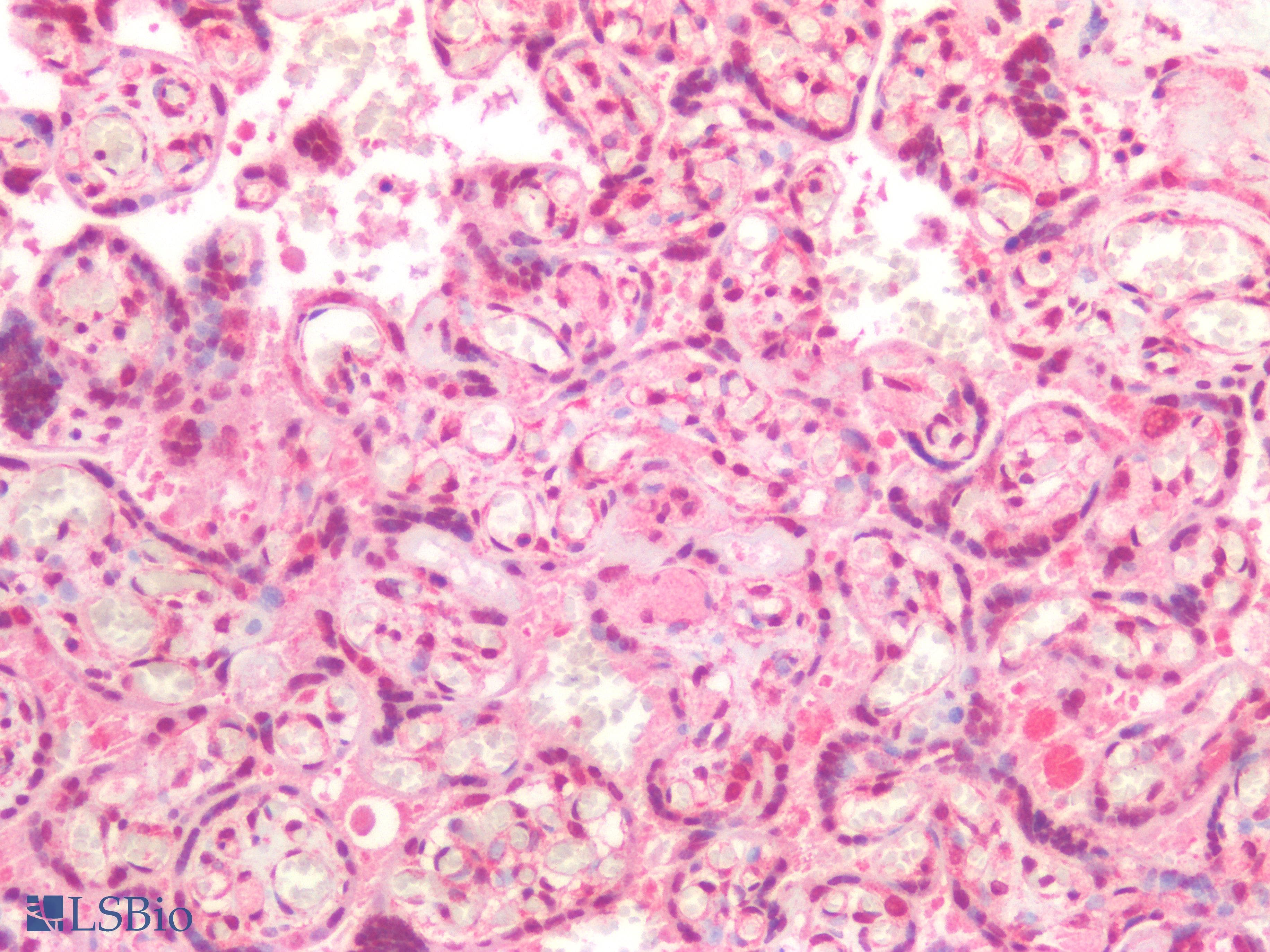 PathPlus™ ERG Antibody (clone 8A9)