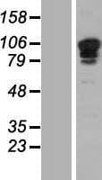 SP3 Protein (Over-Expression Lysate Myc-DDK (Flag))