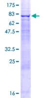 Human PRPF4 Protein (Recombinant GST)