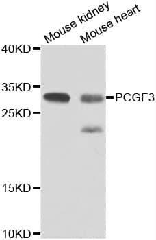 PCGF3 Antibody