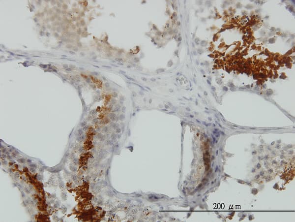 GAPDHS / GAPDS Antibody (clone 2E3-2E10)