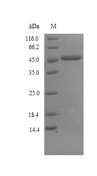 Geobacillus stearothermophilus Glycerol-1-phosphate dehydrogenase [NAD(P)+] (egsA) Protein (Recombinant 6His, N-terminus)
