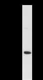 HARS Antibody (clone HARSA6)