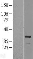 OSGEP Protein (Over-Expression Lysate Myc-DDK (Flag))