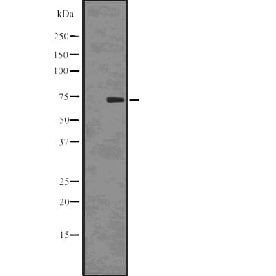 SAMHD1 Antibody (phospho-Thr592)