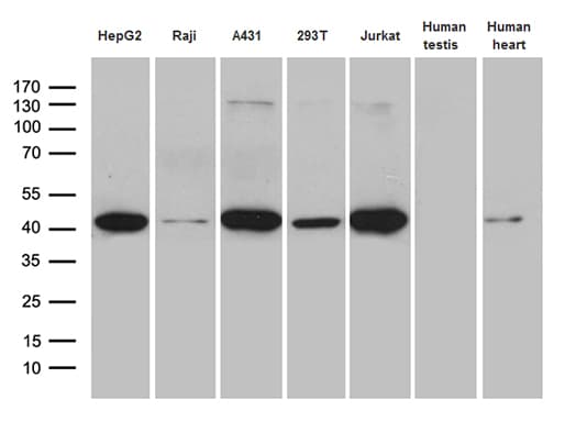 GLRX3 / Glutaredoxin 3 Antibody (clone OTI2B10)
