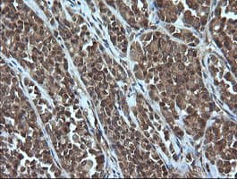 CRYAA / Alpha A Crystallin Antibody (clone OTI3B12, Carrier-free)