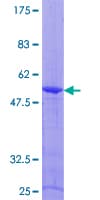 Human ARL4D Protein (Recombinant GST)