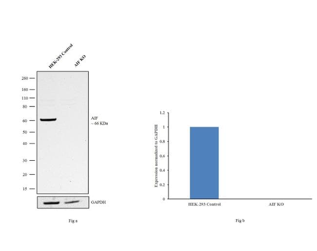 AIFM1 / AIF / PDCD8 Antibody (clone 4E7E11)