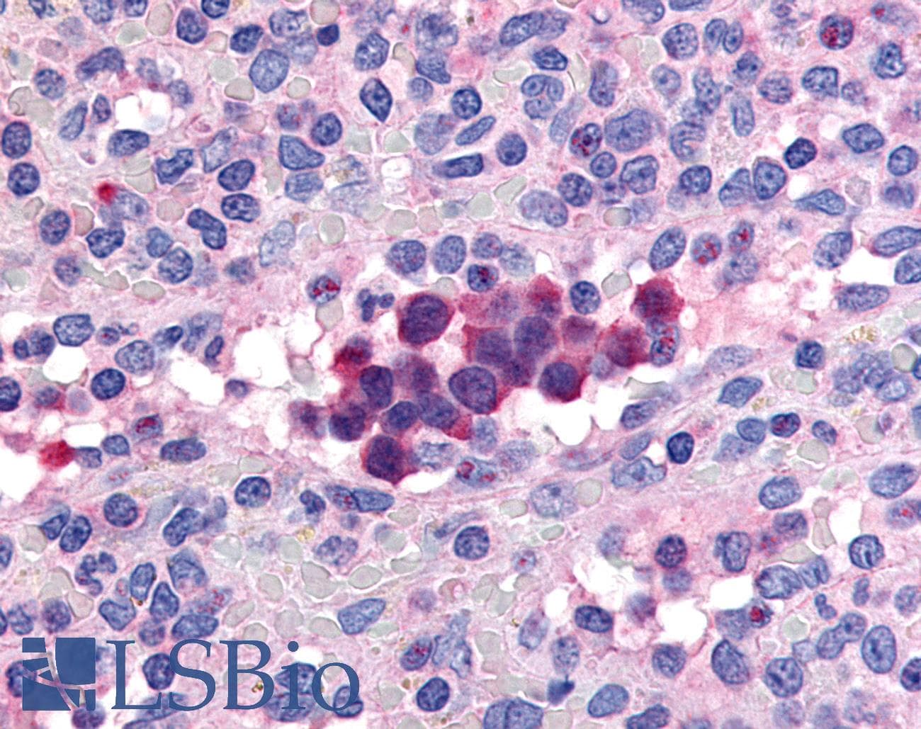 IHC-plus™ PDE9A Antibody (Internal)