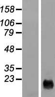 CYSRT1 / C9orf169 Protein (Over-Expression Lysate Myc-DDK (Flag))