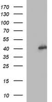 MAPK13 / p38delta Antibody (clone OTI2C7)