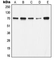 XRCC6 / Ku70 Antibody (C-Terminus)